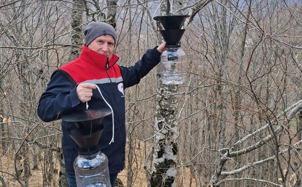 Erbaa’da Kahverengi Kokarca Alarmı: Tarım Arazileri Tuzaklarla Korunuyor!