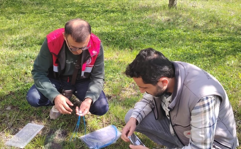 Turhal’da "Kahverengi Kokarca" Seferberliği: Köylere Feromon Tuzaklar Kuruldu!