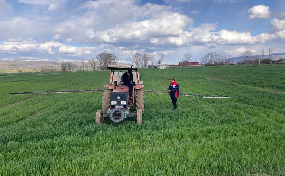 Zile’de Hububat Mesaisi: Teknik Ekipler Tarlalarda Hastalık Avında!