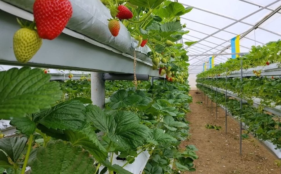 Erbaa’da Topraksız Tarımda İlk Hasat: Modern Yöntem Umut Oldu