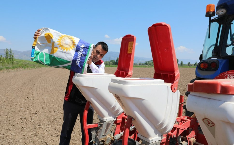 Tokat’ta Ayçiçeği Seferberliği: 2 Bin 613 Çiftçiye Dev Tohum Desteği!
