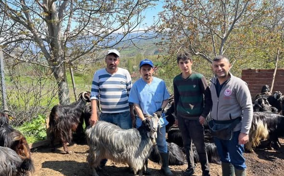 Erbaa’da Küçükbaş Hayvanlar Kayıt Altına Alınıyor: Küpeleme Seferberliği