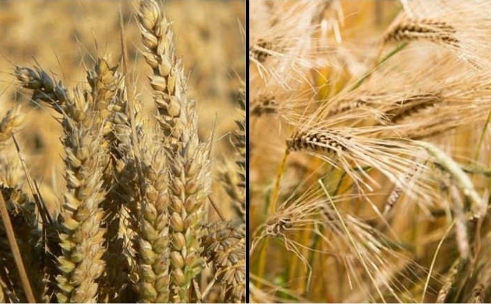 Tokatlı Çiftçilere Uyarı: Pas Hastalığı Riski Kapıda!