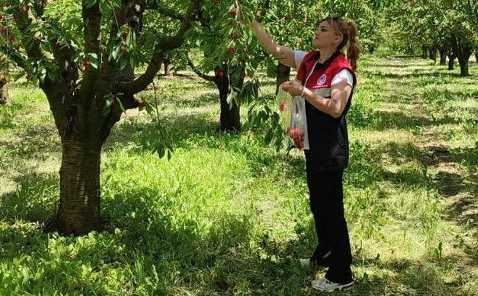 Turhal Çarıksız’da Kiraz Hasadı Zamanı: Dalından Sofralara Bereket Yolculuğu