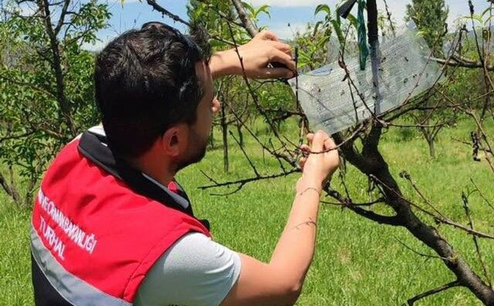 Turhal’da Meyve Bahçelerinde "Erken Uyarı, Etkin Mücadele" Dönemi