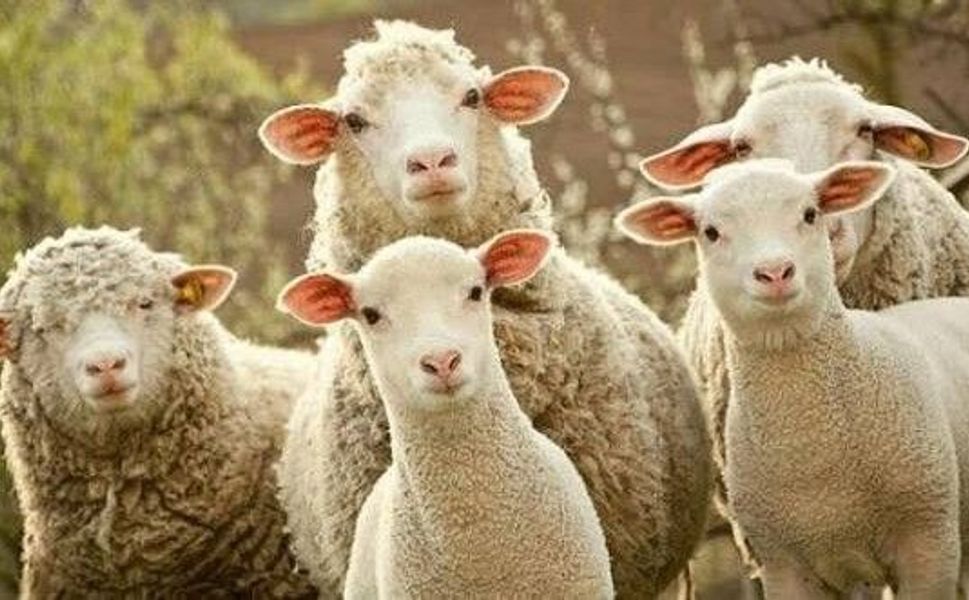 Erbaa’da Koyun Çiçek Hastalığı Alarmı: Hayvan Pazarı Küçükbaş Satışına Kapatıldı!