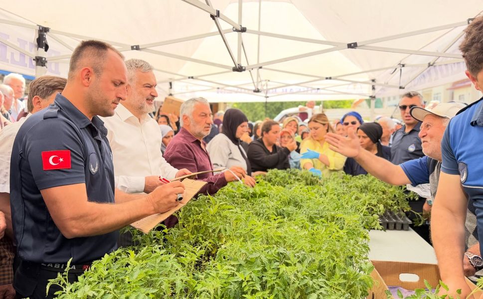 Belediye Seralarında Yetişen 15 Bin Ata Tohumu Domates Fidesi Vatandaşla Buluştu