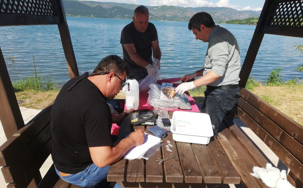 Almus Baraj Gölü’nde Sazan Balığı İçin Önemli Çalışma: Haziran Numuneleri Alındı