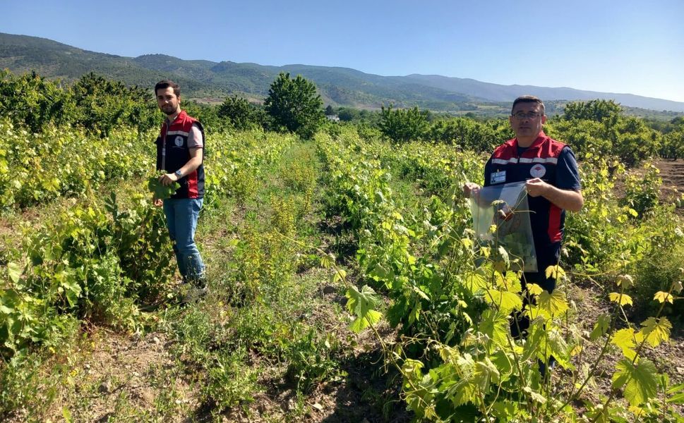 Tokat'ta Güvenli Gıda İçin Saha Mesaisi: Asma Yaprağı Numune Alımları Başladı!