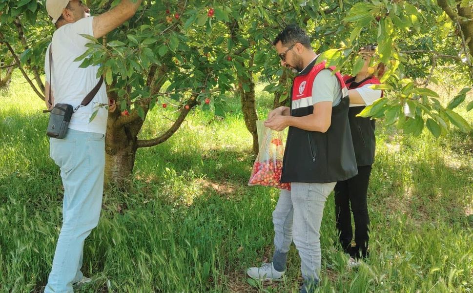 Turhal’da Güvenilir Gıda Mesaisi: Kiraz Üretimine Sıkı Denetim