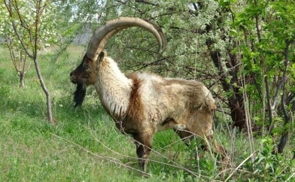 Tokat’ta Yaban Keçisi Av Kotası İçin Başvurular Başladı