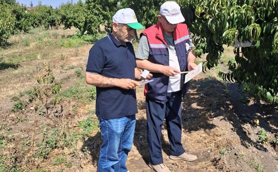 Erbaa İlçe Tarım ve Orman Müdürlüğü’nden Meyve Bahçelerinde Tuzak Kontrolü