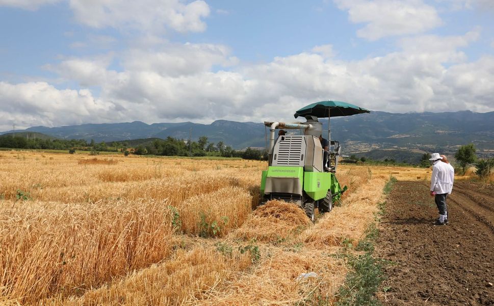 Tokat’ta Yerli Buğday Hamlesi: 52 Farklı Çeşit İçin Hasat Zamanı!
