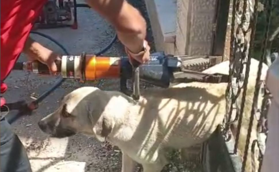 Erbaa`da Demir Kapıya Sıkışan Köpeği İtfaiye Kurtardı