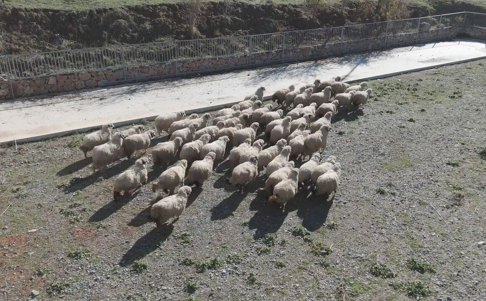 TOGÜ Rektörü Yılmaz: Tescilli Karayaka Irkını Geleceğe Taşıyoruz