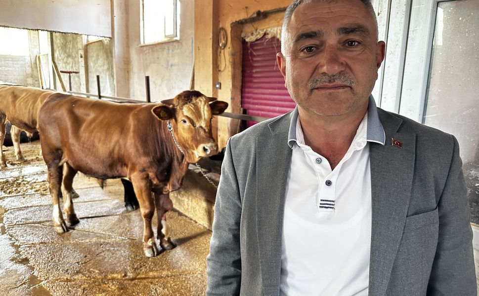 Tokat'ta Belediyeden Örnek Proje: 4 Buzağıyla Başladı, 30 Damızlık Boğaya Ulaştı