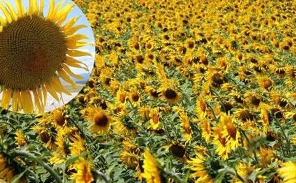 Tokat’ta Ayçiçeği Alımları Başladı!