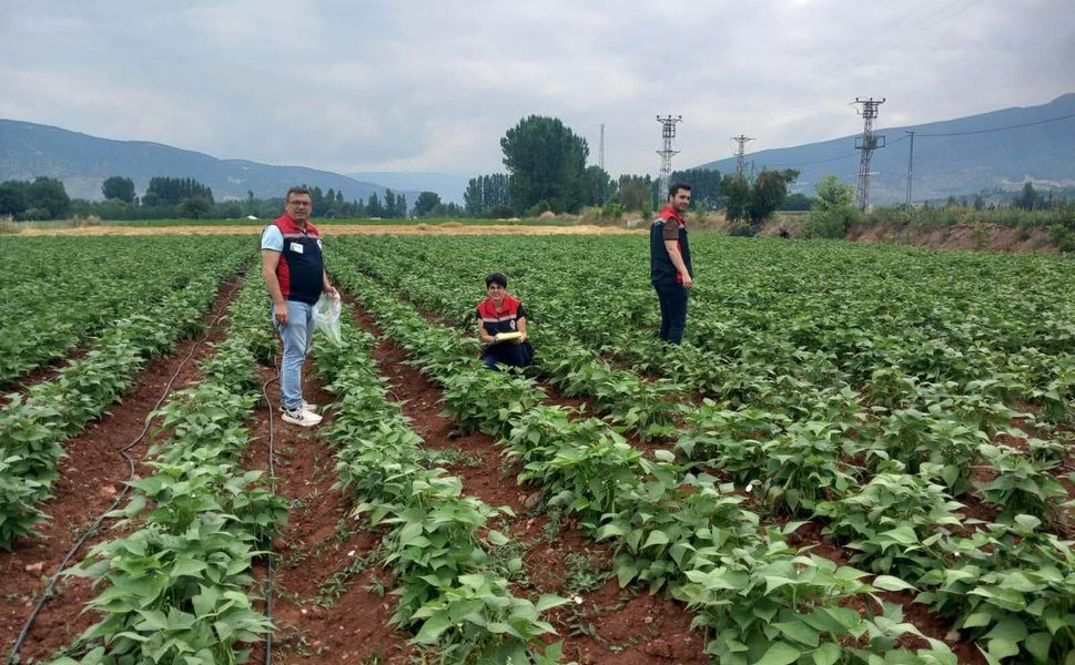 Tokat'ta Hasat Öncesi Pestisit Denetimleri Sürüyor
