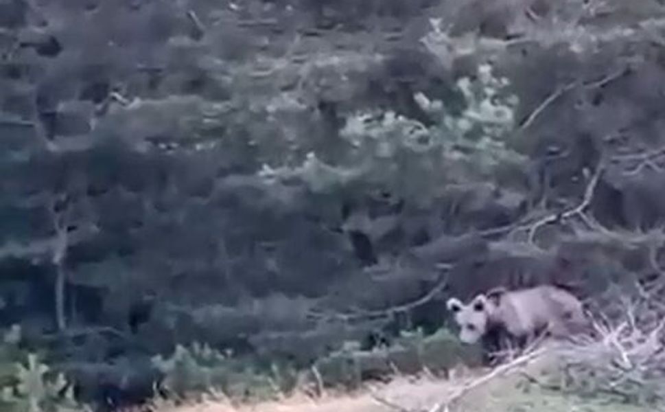 Tokat’ta Çoban, Karşılaştığı Yavru Ayıyı Görüntüledi
