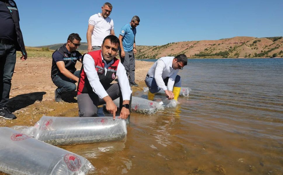 Tokat’ın Barajları Ve Göletleri Yavru Balıklarla Buluştu