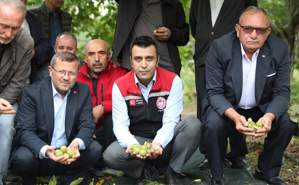 Coğrafi İşaretli Niksar Cevizi’nde Sezonun İlk Hasadı Bereketle Başladı