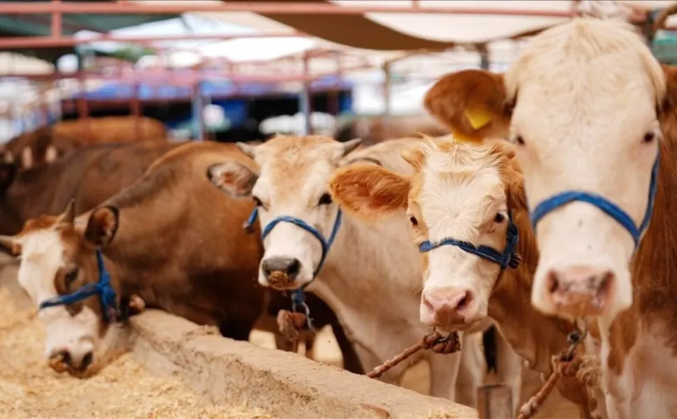 Tokat’ta Hayvan Pazarları Şap Hastalığı Nedeniyle Kapatıldı