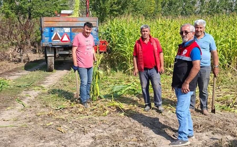 Turhal’da Yerli Hibrit Silajlık Mısırda Hasat Mesaisi Başladı
