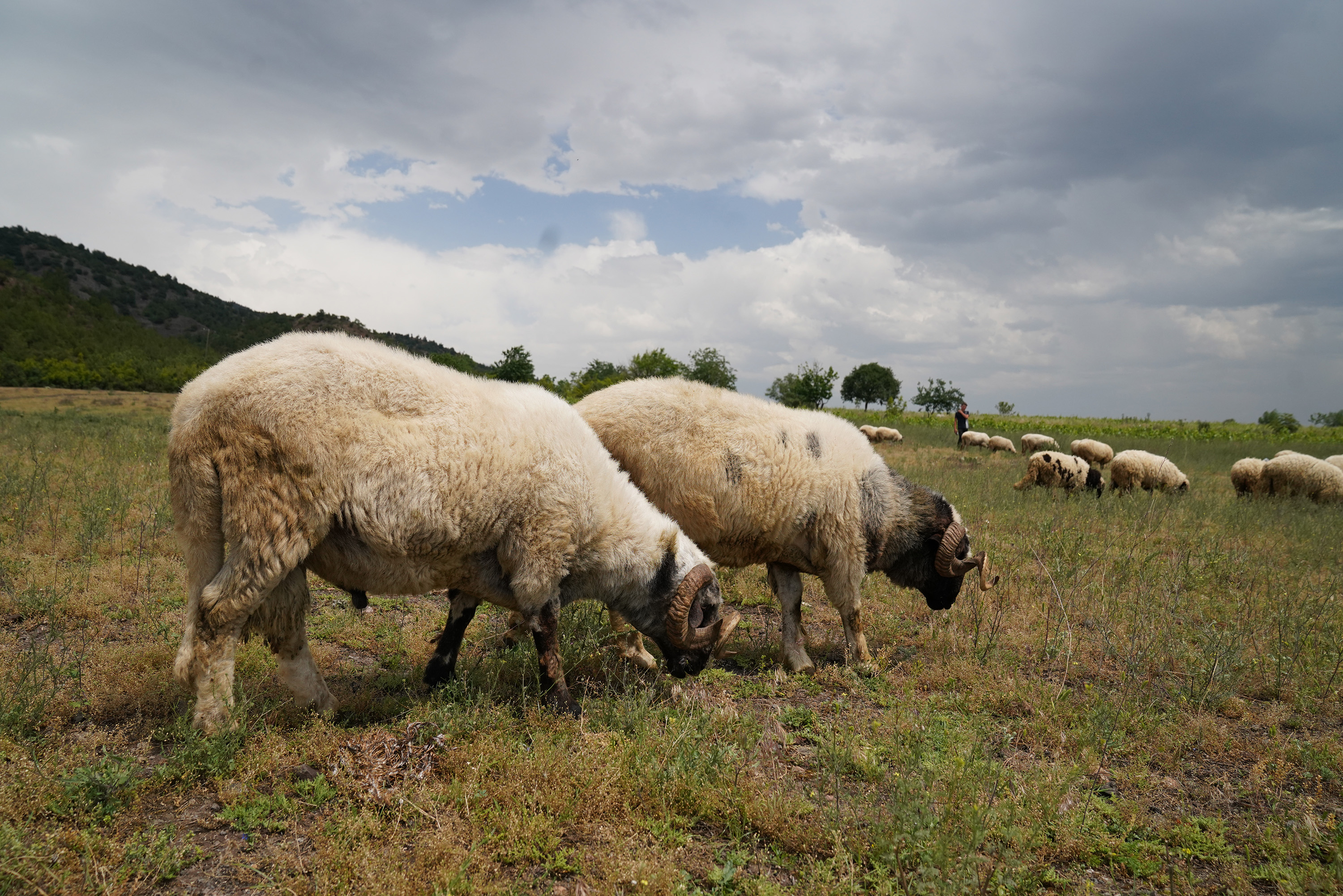 tokatta-hayvanlara-mavi-dil-karantinasi_7174_dhaphoto1