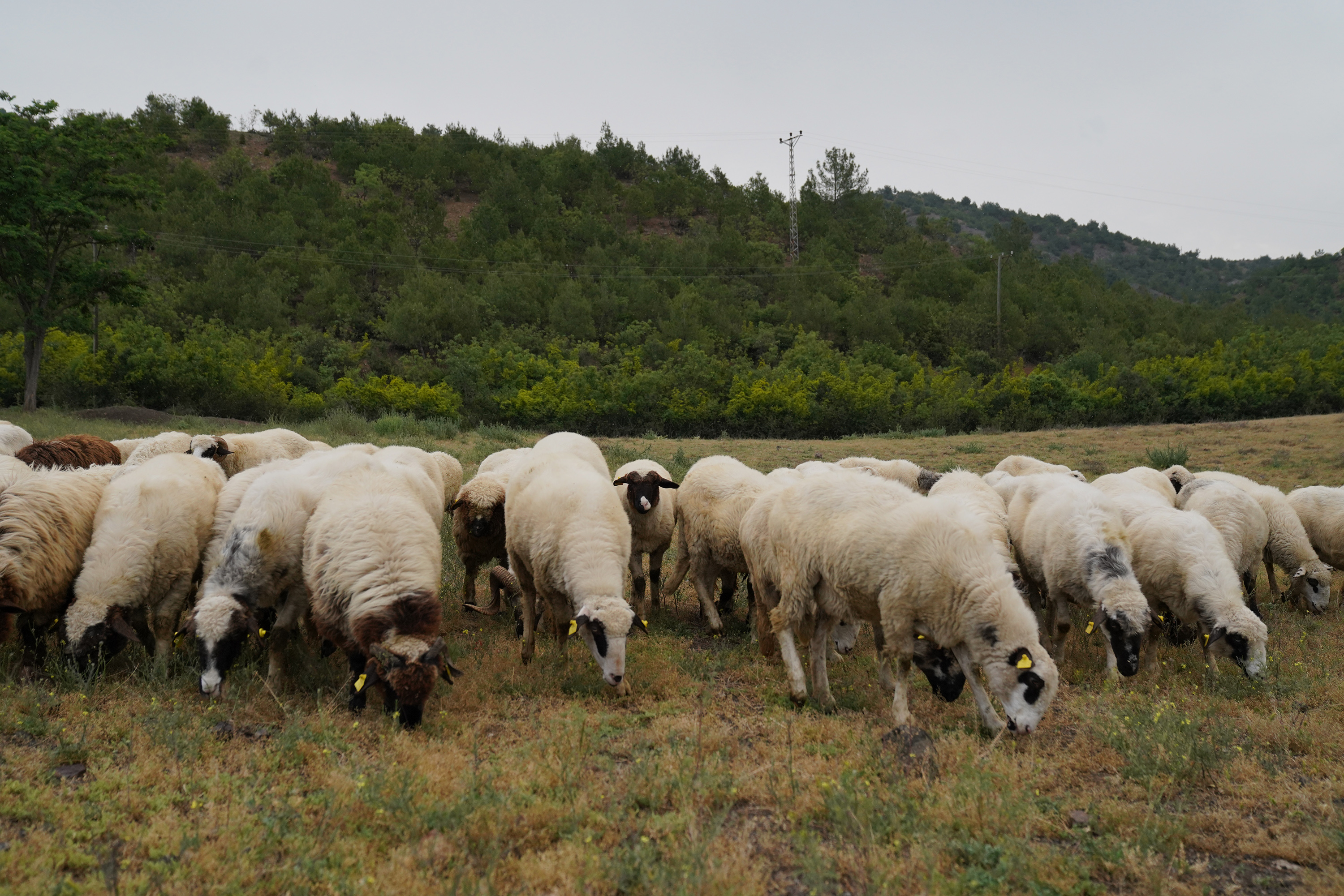 tokatta-hayvanlara-mavi-dil-karantinasi_7174_dhaphoto2