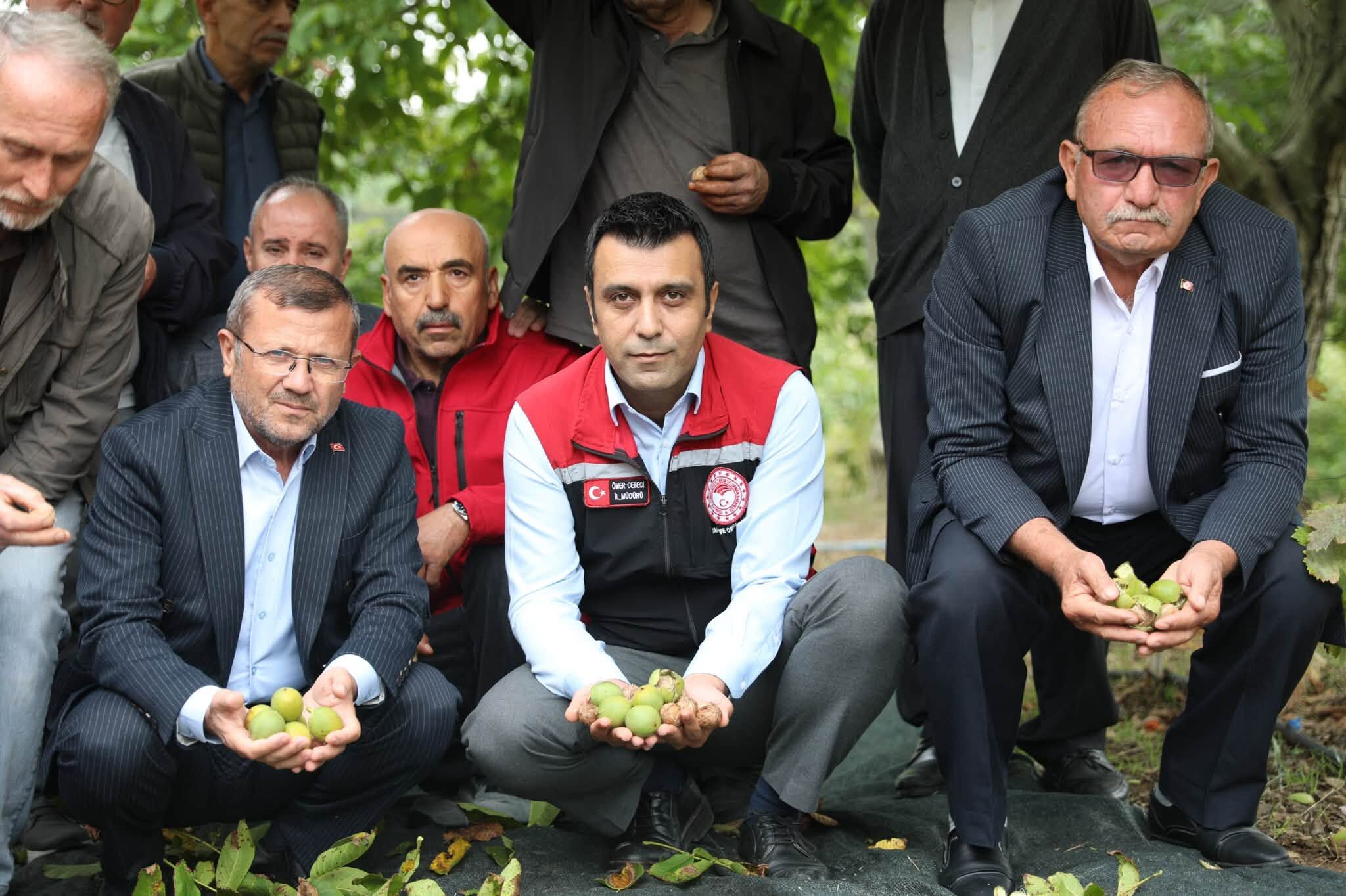 Coğrafi İşaretli Niksar Cevizi’nde Sezonun İlk Hasadı Bereketle Başladı